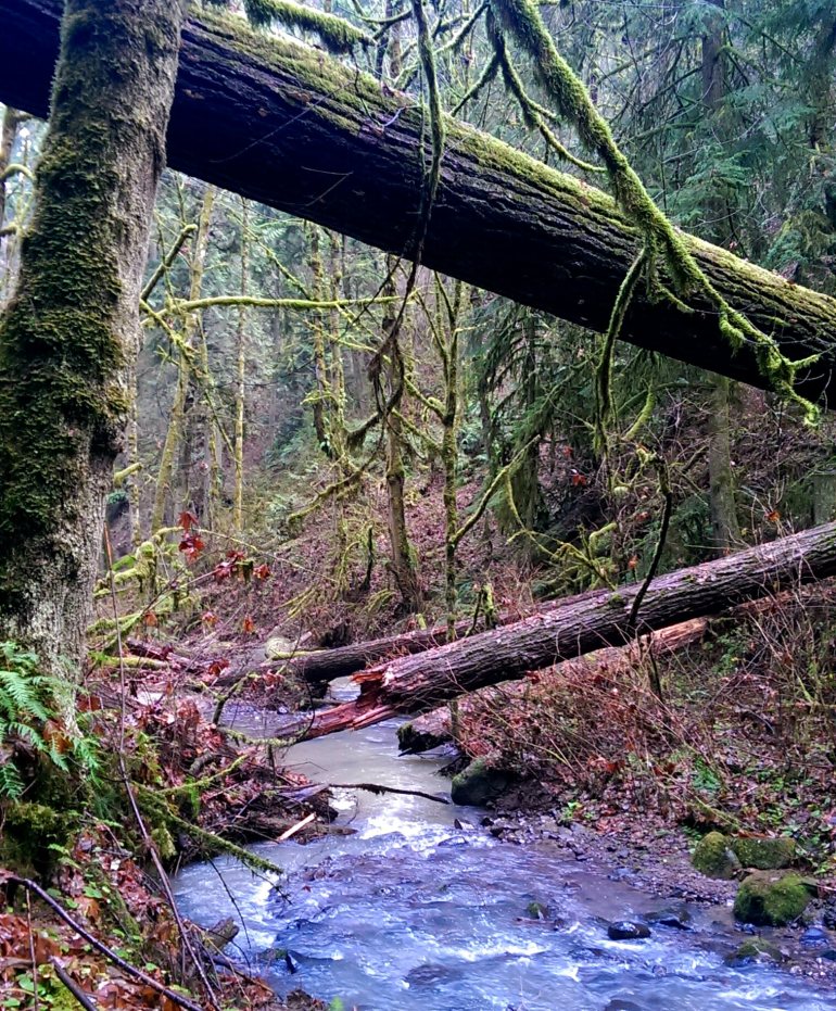 Hiking through the forest around Portland