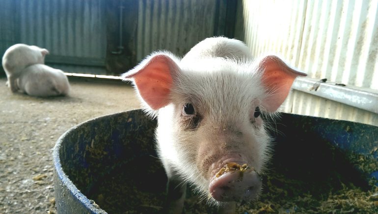 A piglet at the Cheese and Dairy Farm