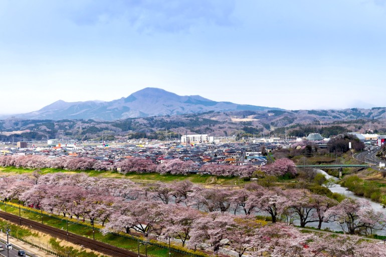 View of Cherry Blossom or Hitome Senbon Sakura festival at Shiroishi riverside and city, Funaoka Castle Ruin Park, Sendai, Miyagi, Japan